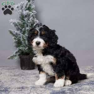 Aaron, Mini Bernedoodle Puppy